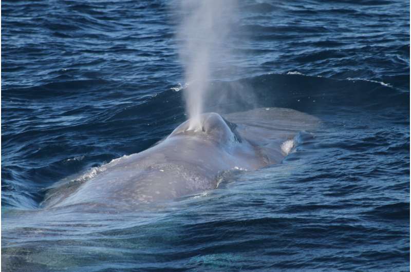 Scientists weigh up current status of blue whale populations around the world