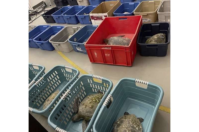 Scores of North Carolina sea turtles have died after being stunned by frigid temperatures