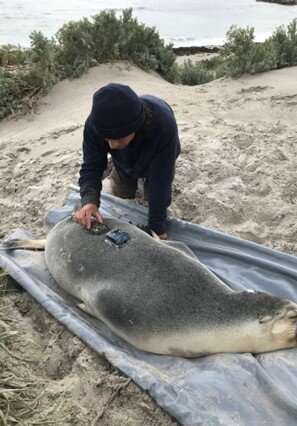 Les équipes de tournage d'otaries aident les chercheurs à explorer des habitats océaniques jusqu'alors non cartographiés