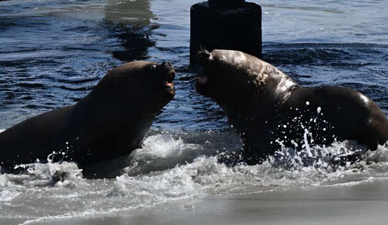Sea lions are pictured at the Mejillones fishermen's cove