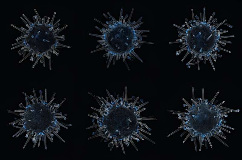 Sea urchins made to order: Scripps scientists make transgenic breakthrough