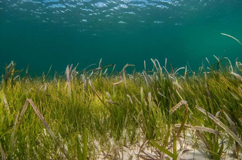 Seagrass meadows face uncertain future
