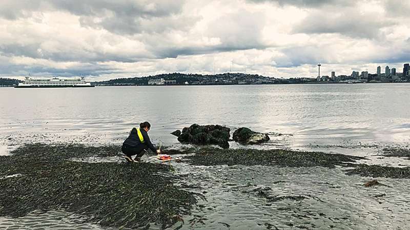 Seagrasses filter human pathogens in marine waters