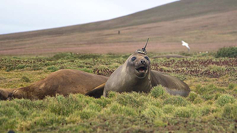 Seals help scientists make discoveries in Antarctica's Bellingshausen sea