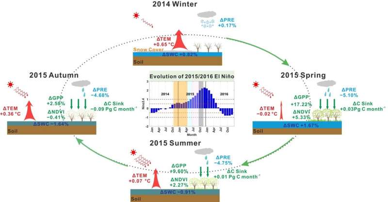 Seasonal compensation implied no weakening of the land carbon sink in the Northern Hemisphere under the 2015/2016 El Niño
