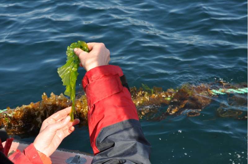 Seaweed is a billion-euro industry in Europe, but inclusive, sustainable transition approaches are marginalized
