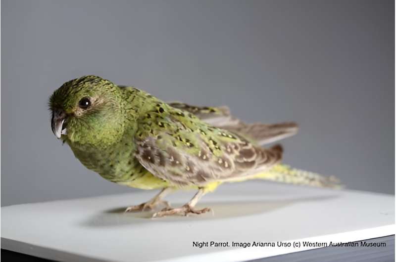 Secrets of Night Parrot unlocked after first genome sequenced