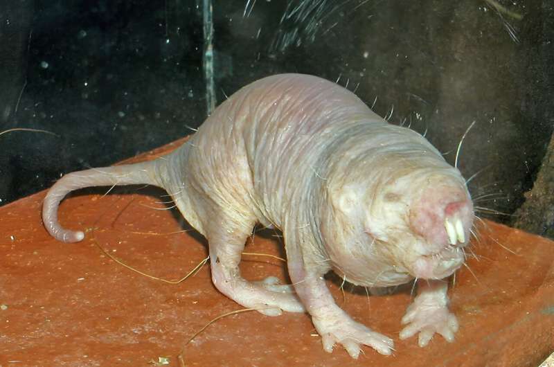 Secrets of the naked mole-rat: new study reveals how their unique metabolism protects them from heart attacks