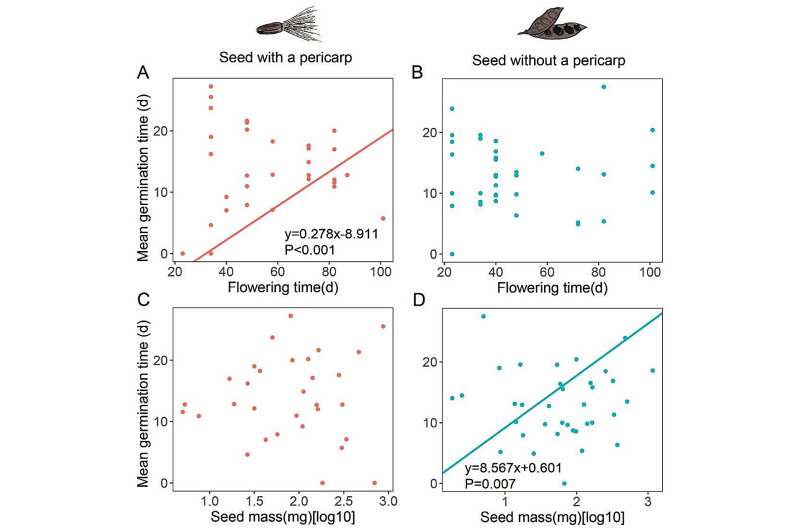 Seeds with and without pericarps adopt distinct germination strategies