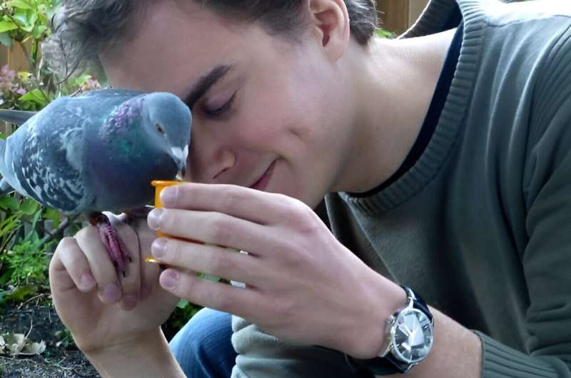 Seeking social proximity improves flight routes among pigeons