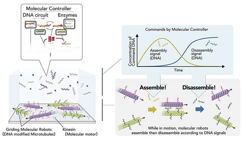 Zelf-assemblerende en demonterende zwerm-moleculaire robots via DNA-moleculaire controller