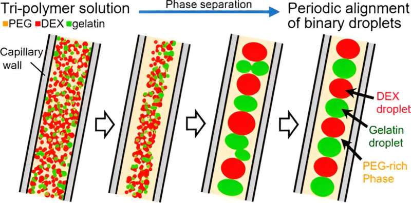 Self-emergence of stational periodic arrangement of dual microdroplets through quasi one-dimensional confinement