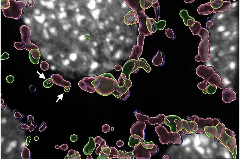 Self-repairing mitochondria use novel recycling system, study shows