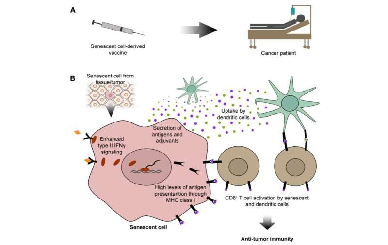 Senescent cell-derived vaccines: A new concept towards an immune response against cancer and aging?