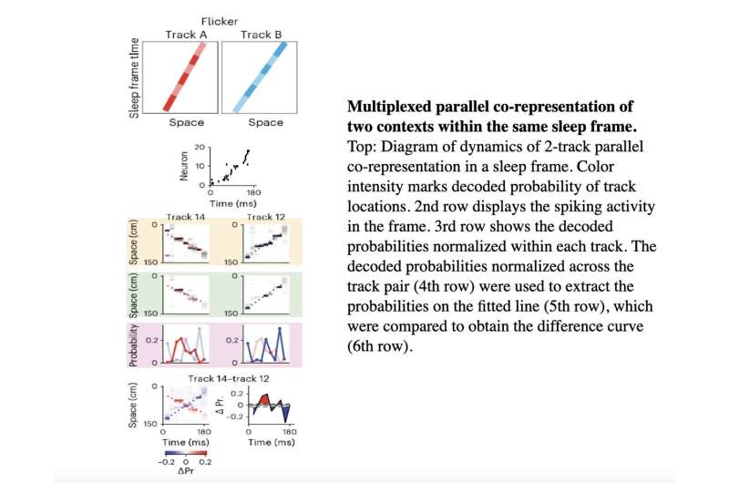 Sequence of the day: Exploring how the mammalian brain represents multiple sequential experiences during sleep