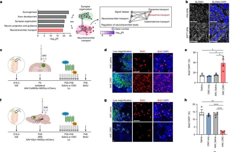 Serotonin-producing neurons regulate malignancy in ependymoma brain tumors