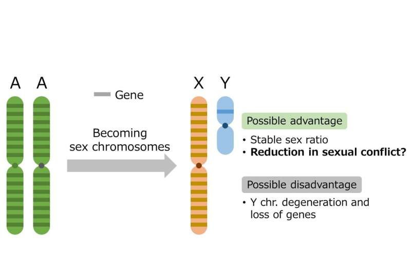 Sex chromosomes may reduce "sexual conflict" during evolution