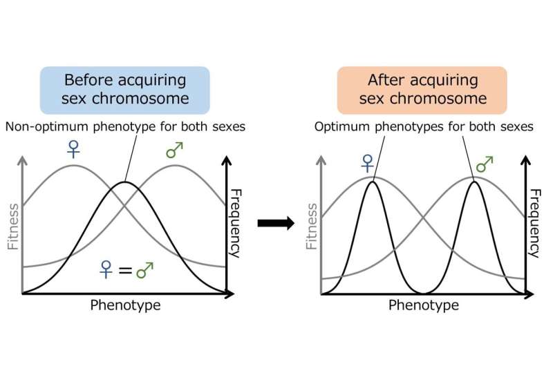 Sex chromosomes may reduce "sexual conflict" during evolution