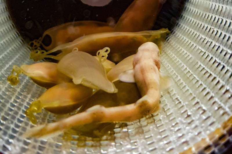 Shark hatching success drops from 82% to 11% in climate change scenario
