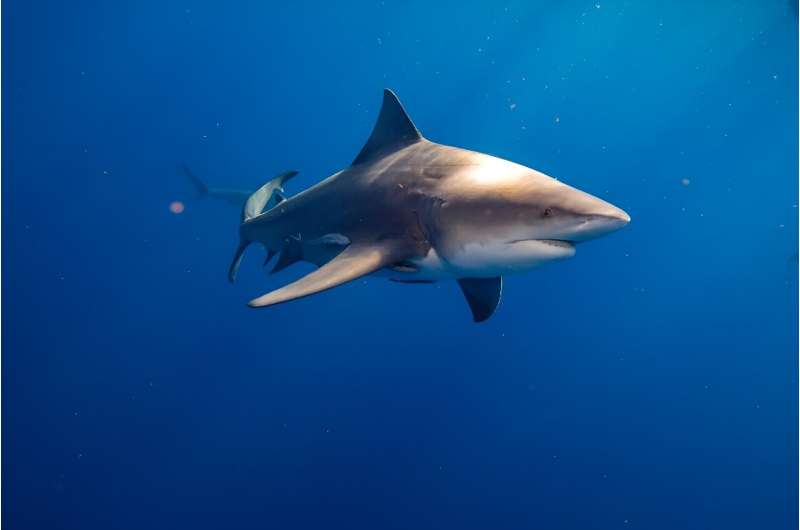 Sharks have prowled Earth's waters for over 400 million years, but a growing appetite for their fins has driven several shark species to the brink of extinction
