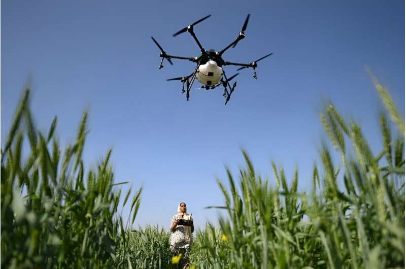 Sharmila Yadav, a remote pilot trained under the "Drone Sister" programme, operates a drone spraying liquid fertiliser over a farm in Pataudi, India