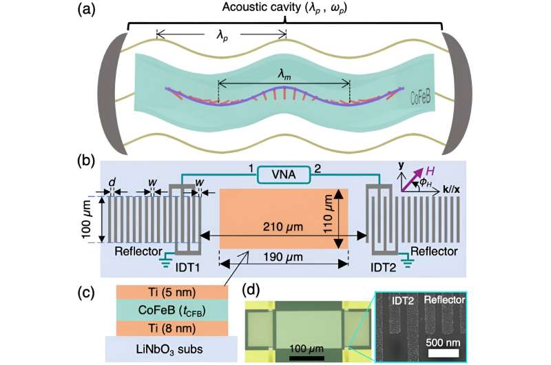 'Shear sound waves' provide the magic for linking ultrasound and magnetic waves