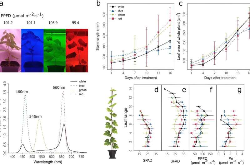 Shedding light on grapevine growth: Unraveling the impact of LED light quality on photosynthesis and carbon metabolism