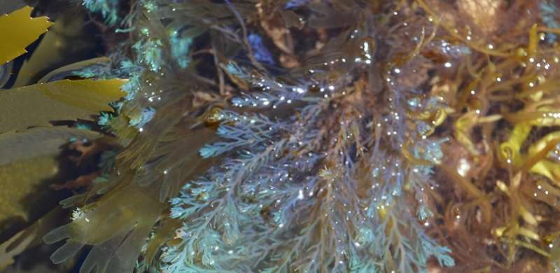 Shimmering seaweeds and algae antennae: sustainable energy solutions under the sea