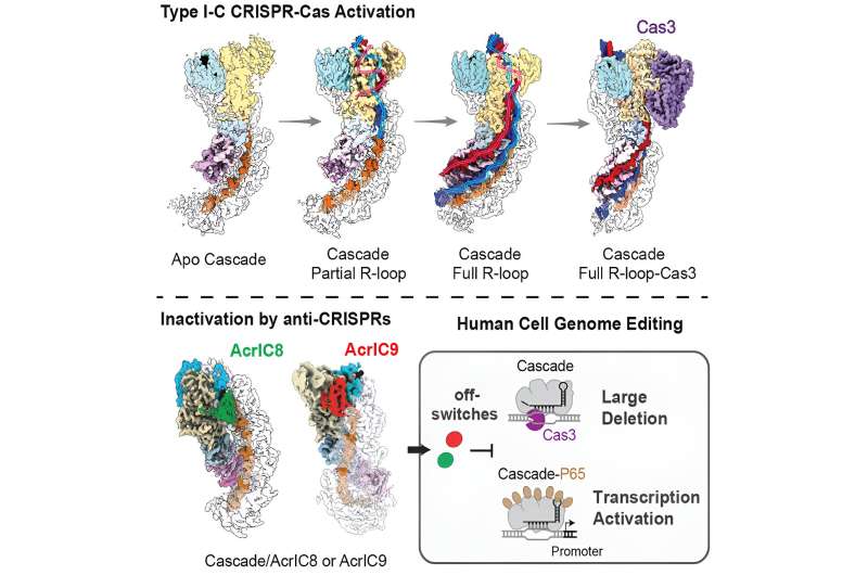 'Shredding' unique genetic features of cancer cells with CRISPR-Cas3