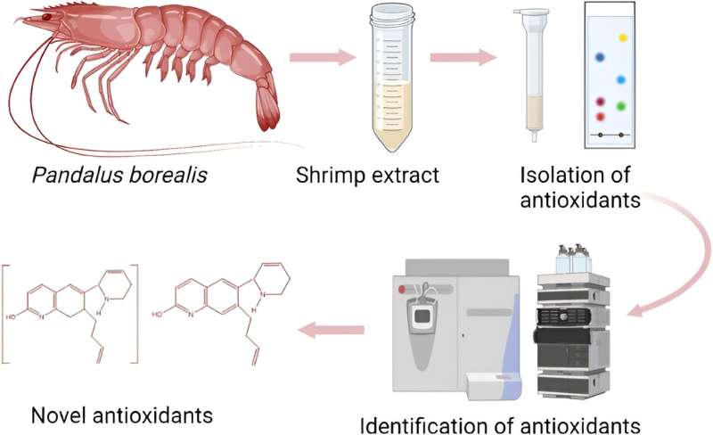 Shrimp waste revolution: Unlocking potent antioxidants for health and sustainability