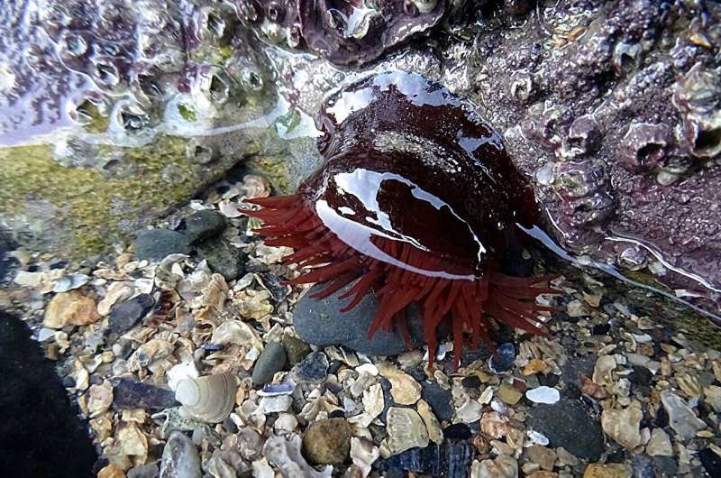 Shy sea anemones are more likely to survive heatwaves
