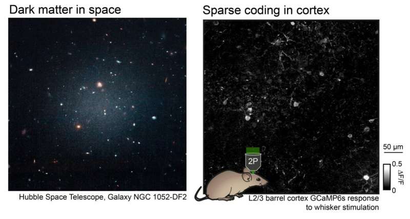 'Silent' neurons in the sensory cortex can be recruited to enhance sensory processing