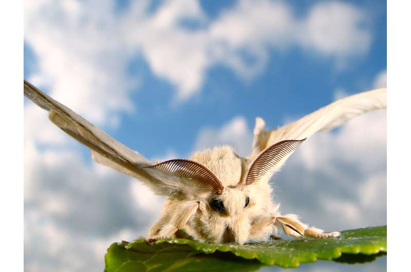 Silkmoths: Different olfactory worlds of females and males