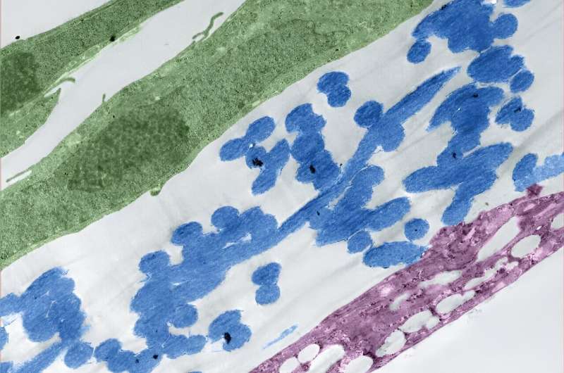 Silkworms help grow better organ-like tissues in labs