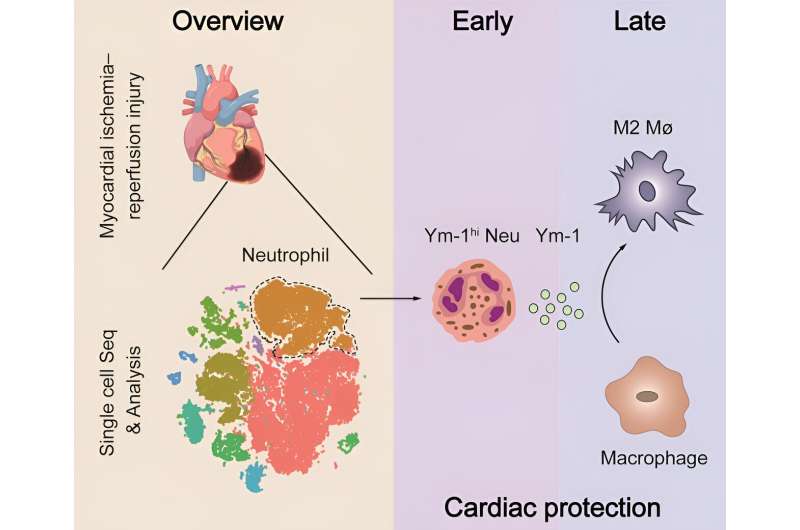 Single-cell profile reveals the landscape of cardiac immunity and identifies a cardio-protective Ym-1hi neutrophil in myocardial ischemia-reperfusion injury