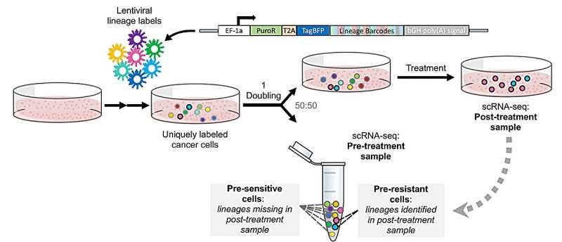 Sister cells uncover pre-existing resistant states in cancer