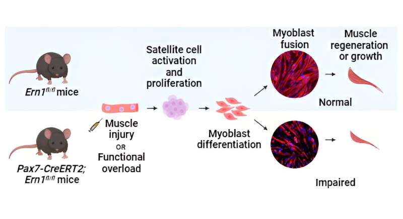 Skeletal muscle regeneration discovery paves the way for targeted therapies for muscle disorders