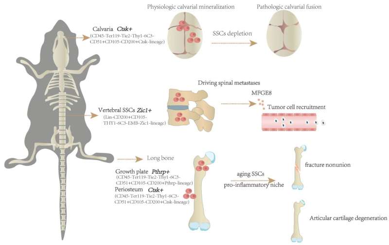 Skeletal stem cells in bone development, homeostasis, and disease