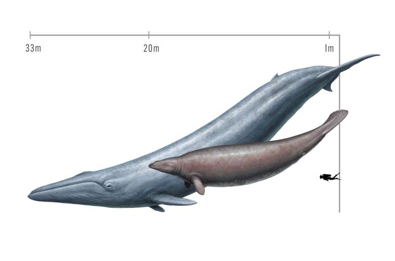 Slimming down a colossal fossil whale