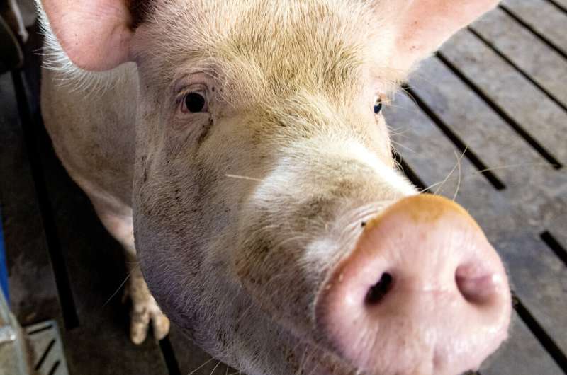 Slow-growth diet before breeding offered better long-range health in pigs