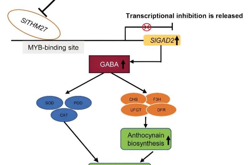 SlTHM27-SlGAD2 model regulates the cold tolerance in tomato by regulating GABA and anthocyanin
