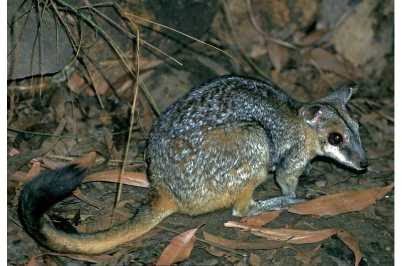Small Aussie mammal's bite 'packs a punch'