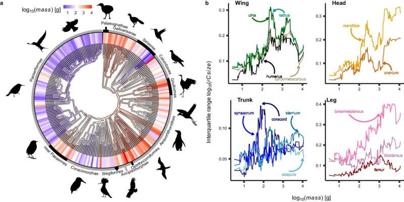 Small birds boast range of flight styles thanks to evolutionary edge