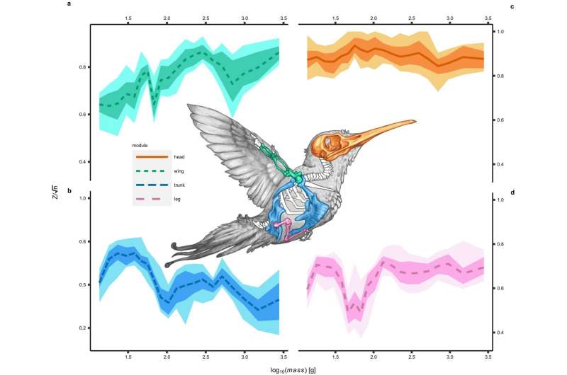 Small birds boast range of flight styles thanks to evolutionary edge