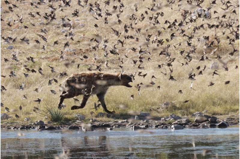 Small birds spice up the already diverse diet of spotted hyenas in Namibia