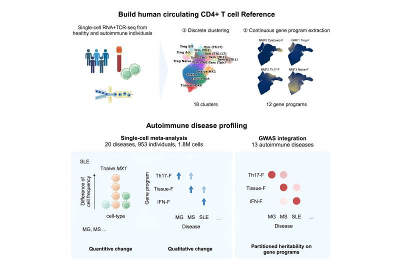 Small changes in specific immune cell populations linked to autoimmune disorders