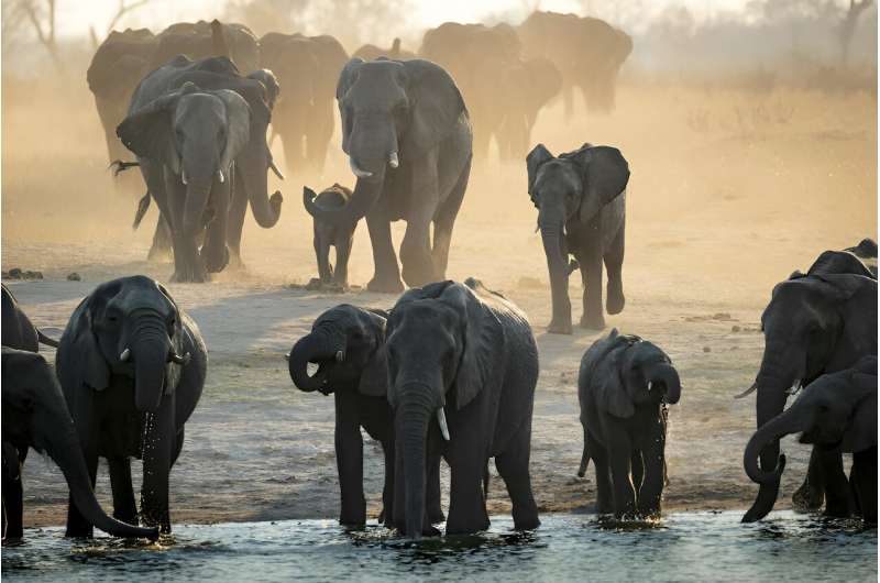 Kleine „Festungsparks“ sind keine Lösung für Afrikas Savannenelefanten.  Sie brauchen Platz zum Umherstreifen
