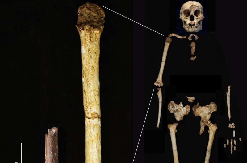 Smallest arm bone in human fossil record sheds light on the dawn of Homo floresiensis