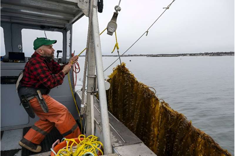 Smith hoists up a rope covered with algae at his farm in Atlantic waters off the Connecticut coast