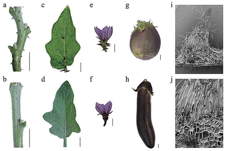 Smooth sailing for eggplant: breakthrough in understanding prickle formation